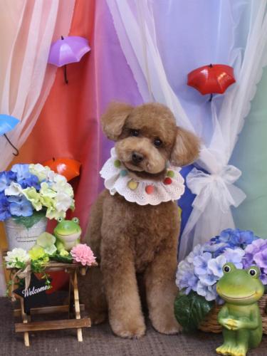 20230616ぷぷくん